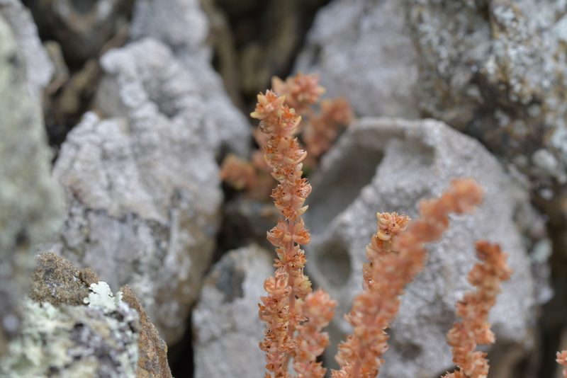 Crassula colligata, photographed by Christopher Stephens