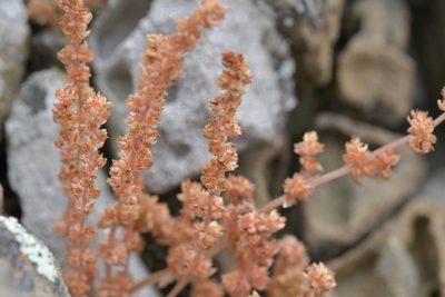 Crassula colligata, photographed by Christopher Stephens