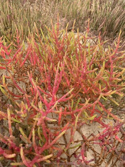 Salicornia meyeriana, photographed by Dave Richardson
