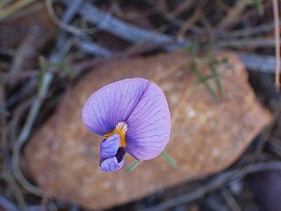 Lotononis filiformis, photographed by Di Turner