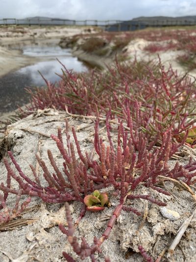 Salicornia meyeriana, photographed by Dave Richardson