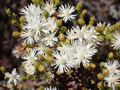 Ruschia tenella, photographed by Di Turner