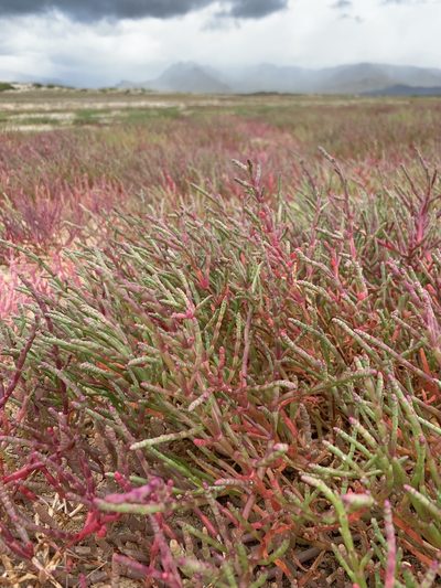 Salicornia meyeriana, photographed by Dave Richardson