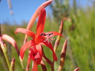Watsonia angusta, photographed by Di Turner