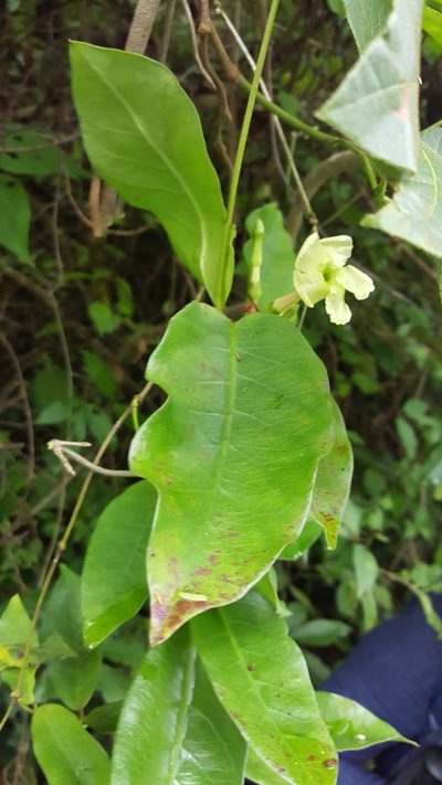 Mesechites trifidus, photographed by Leonardo O. Alvarado Cárdenas