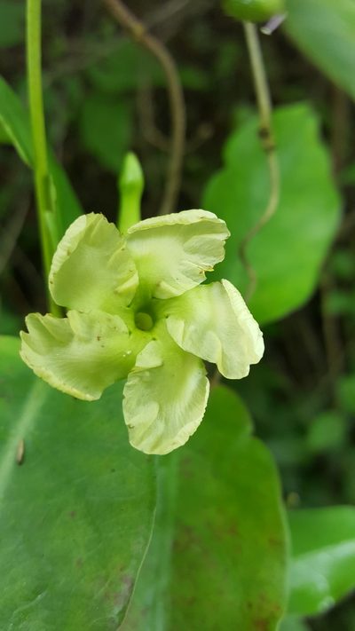 Mesechites trifidus, photographed by Leonardo O. Alvarado Cárdenas