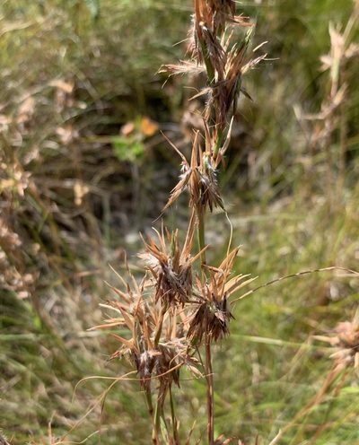 Cymbopogon marginatus, photographed by Dave Richardson