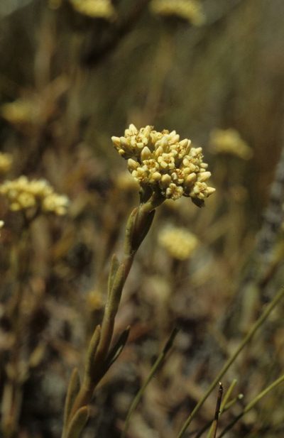 Crassula flava, photographed by Tom Lloyd Evans