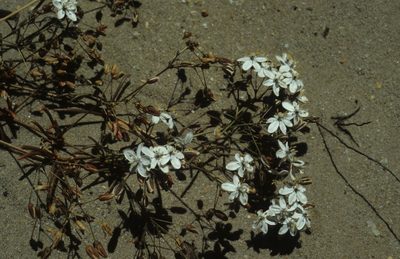 Pharnaceum lineare, photographed by Tom Lloyd Evans