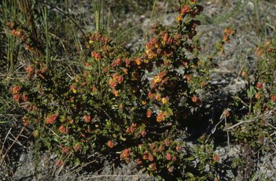 Hermannia rudis, photographed by Tom Lloyd Evans