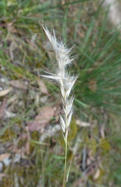 Rytidosperma erianthum, photographed by yatesy