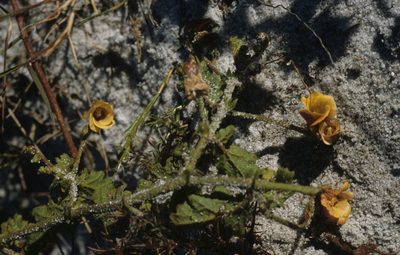 Hermannia scabricaulis, photographed by Tom Lloyd Evans