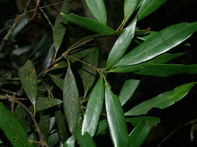 Quercus pachyloma, photographed by Jacy Chen