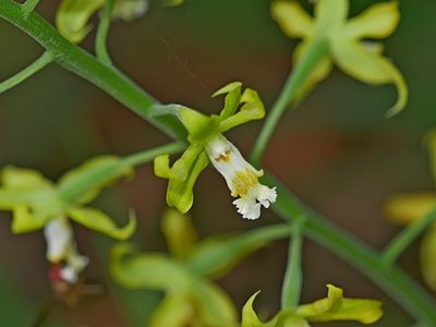 Calanthe obcordata, photographed by Jacy Chen