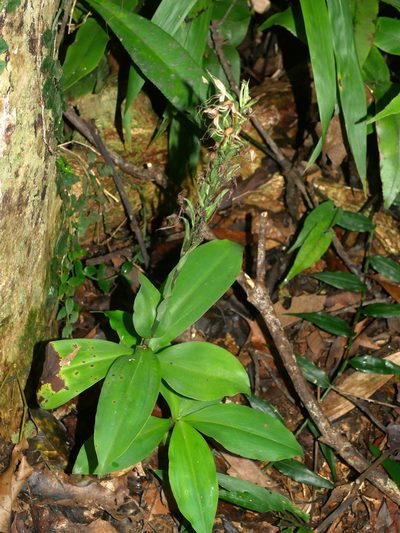 Habenaria pantlingiana, photographed by Jacy Chen