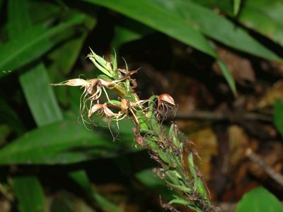 Habenaria pantlingiana, photographed by Jacy Chen