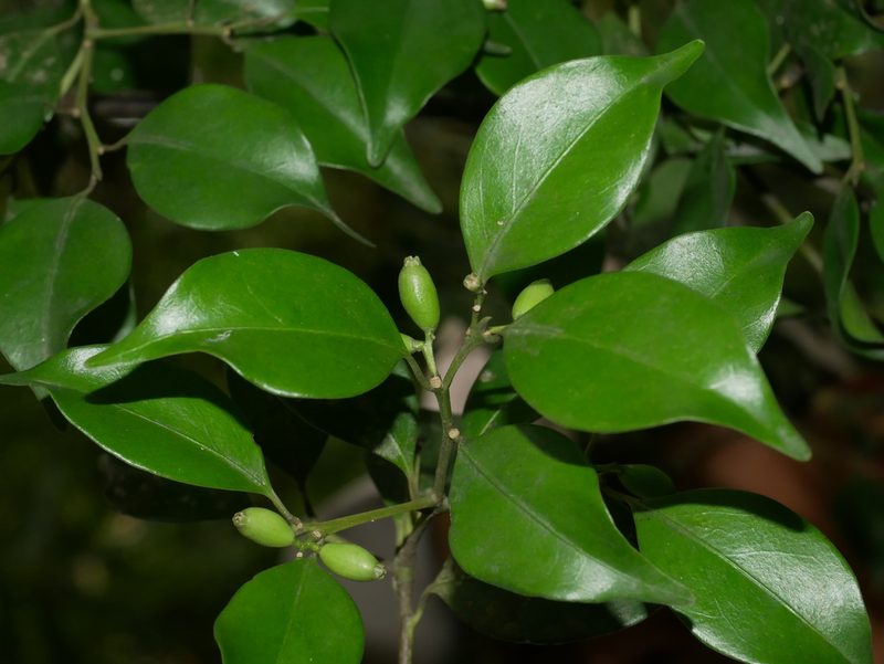 Symplocos shilanensis, photographed by Jacy Chen