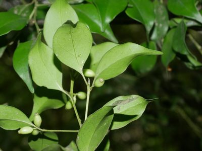 Symplocos shilanensis, photographed by Jacy Chen