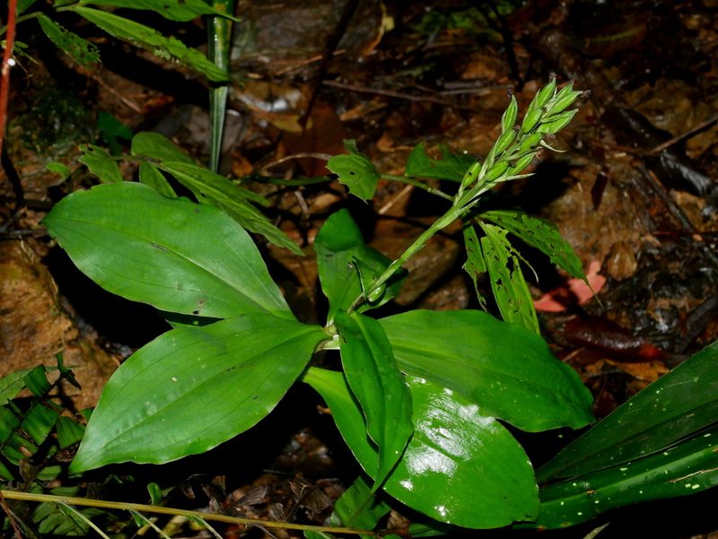 Habenaria pantlingiana, photographed by Jacy Chen