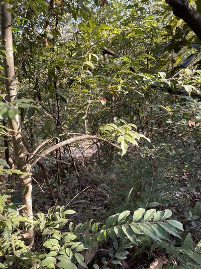 Ilex memecylifolia, photographed by Yj