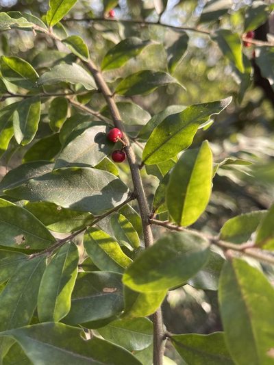 Ilex memecylifolia, photographed by Yj
