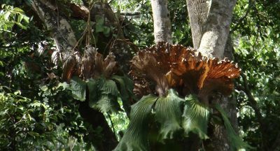 Platycerium elephantotis, photographed by Jean-Paul Boerekamps