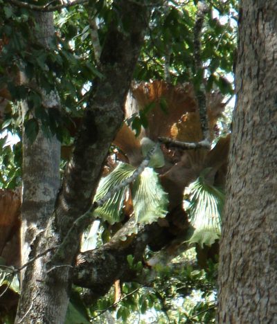 Platycerium elephantotis, photographed by Jean-Paul Boerekamps