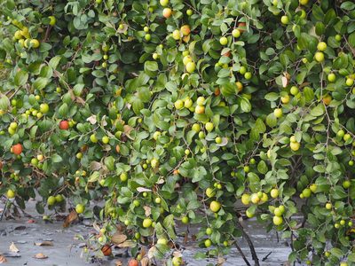Ziziphus mauritiana, photographed by 葉子