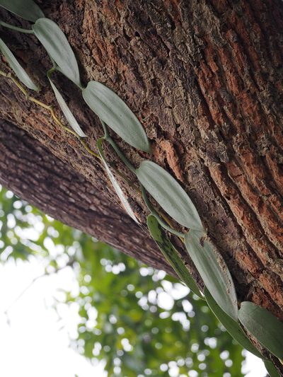 Vanilla planifolia, photographed by 葉子