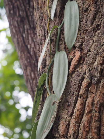 Vanilla planifolia, photographed by 葉子