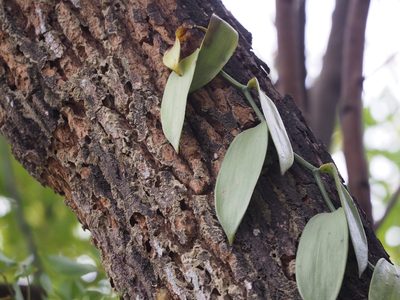 Vanilla planifolia, photographed by 葉子