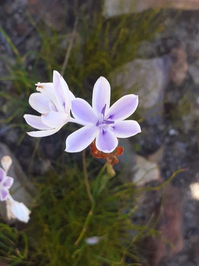 Thereianthus ixioides, photographed by Brian du Preez