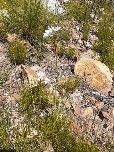 Thereianthus ixioides, photographed by Brian du Preez