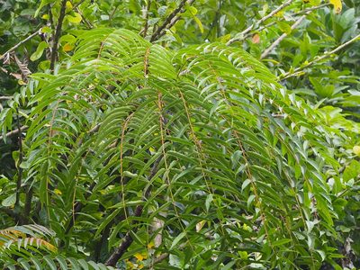 Toona sinensis, photographed by 葉子