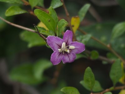Lycium chinense, photographed by 葉子