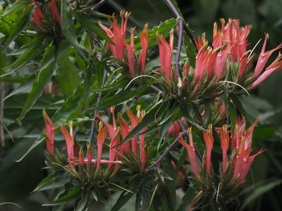 Clinacanthus nutans, photographed by 葉子