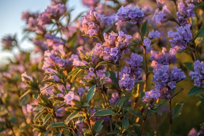 Strobilanthes kunthiana, photographed by Morten Ross
