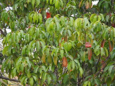 Elaeocarpus serratus, photographed by 葉子