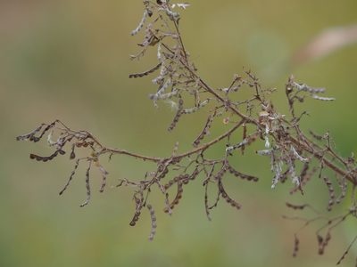Aeschynomene americana, photographed by 葉子