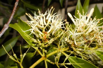 Tripodanthus acutifolius, photographed by Fernando Sessegolo