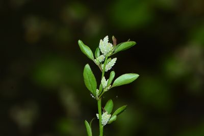 Ouret lanata, photographed by S.MORE