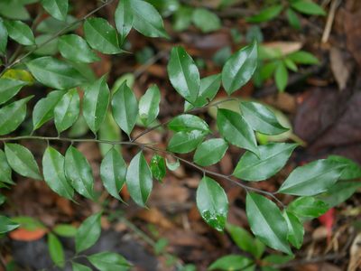 Ilex rotunda, photographed by Jacy Chen