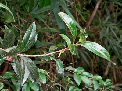 Symplocos glomerata, photographed by Jacy Chen