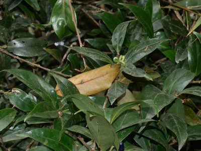 Symplocos glomerata, photographed by Jacy Chen