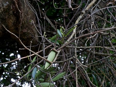Anodendron affine, photographed by Jacy Chen