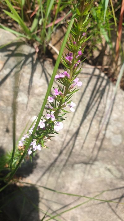 Muraltia lancifolia, photographed by Aaliyah Motala