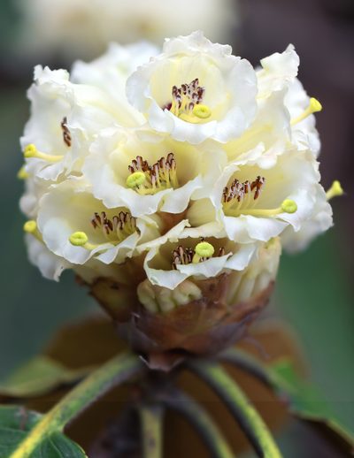 Rhododendron falconeri, photographed by Morten Ross