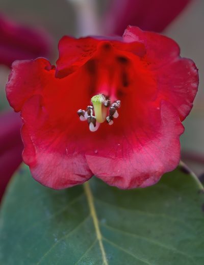 Rhododendron thomsonii, photographed by Morten Ross