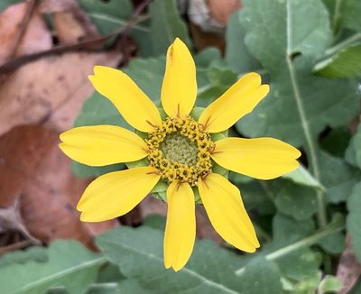 Berlandiera subacaulis, photographed by natalie