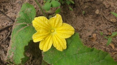 Cucumis hirsutus, photographed by Aaliyah Motala